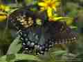 Papilio glaucus (aberrant, live)3 (Internet Image property of respective owner, non-commercial use only)